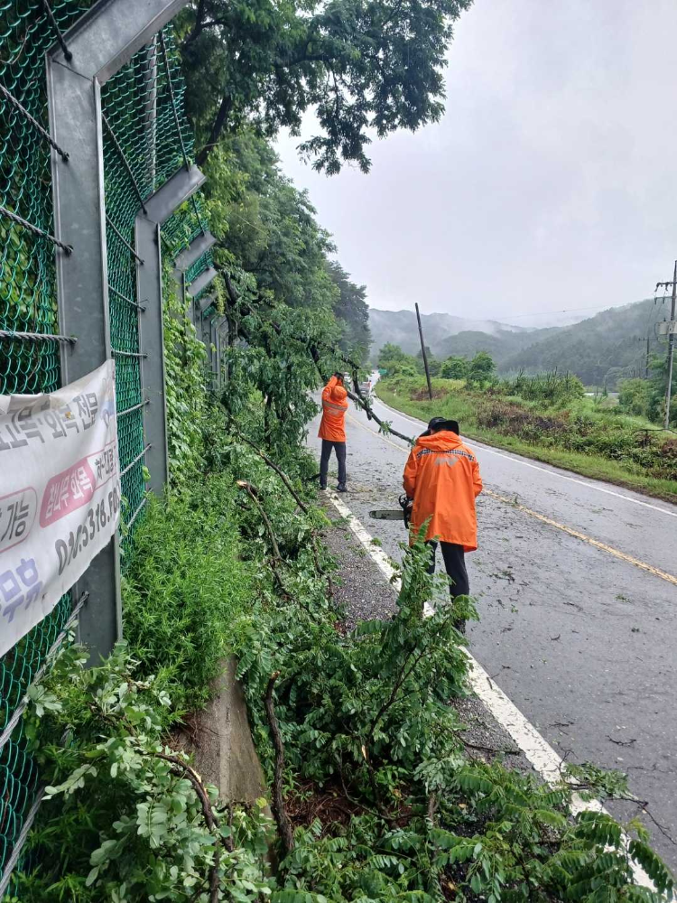 0951 원주 신림면 성남리 나무 전도.jpg