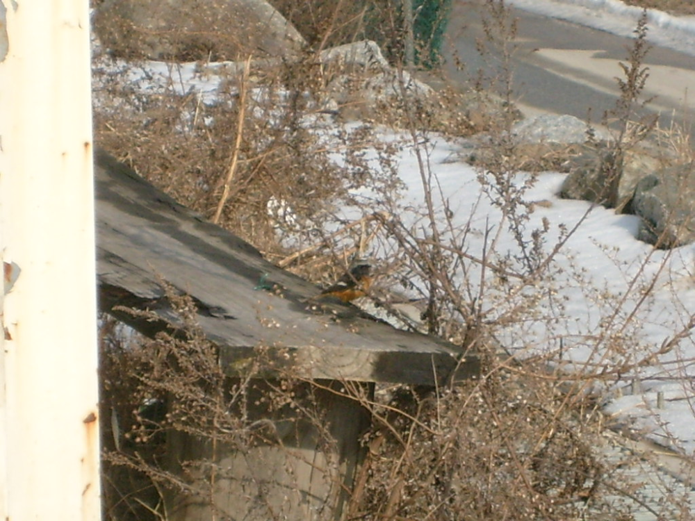 새구조20100121(2).JPG